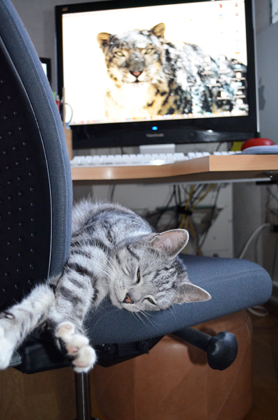 ad-assistentti_Kamu_kissa