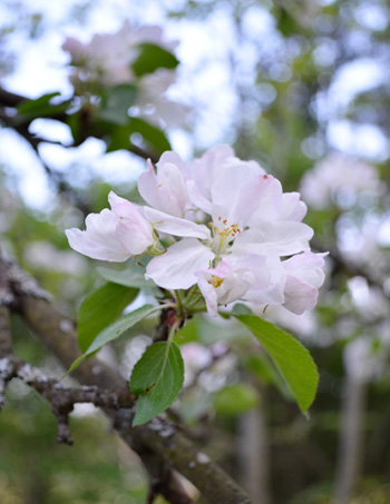 omenankukka_valokuva